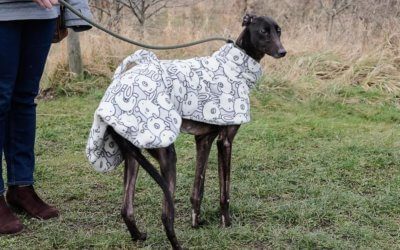 Gemma appeal at Tia, neglected Greyhound needs your help