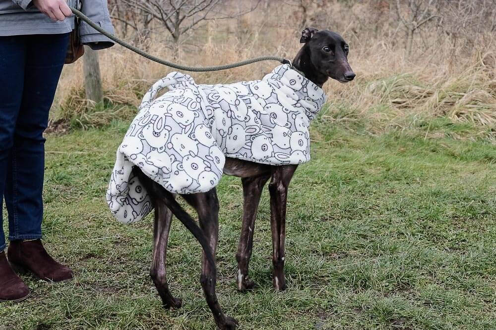 Gemma appeal at Tia, neglected Greyhound needs your help