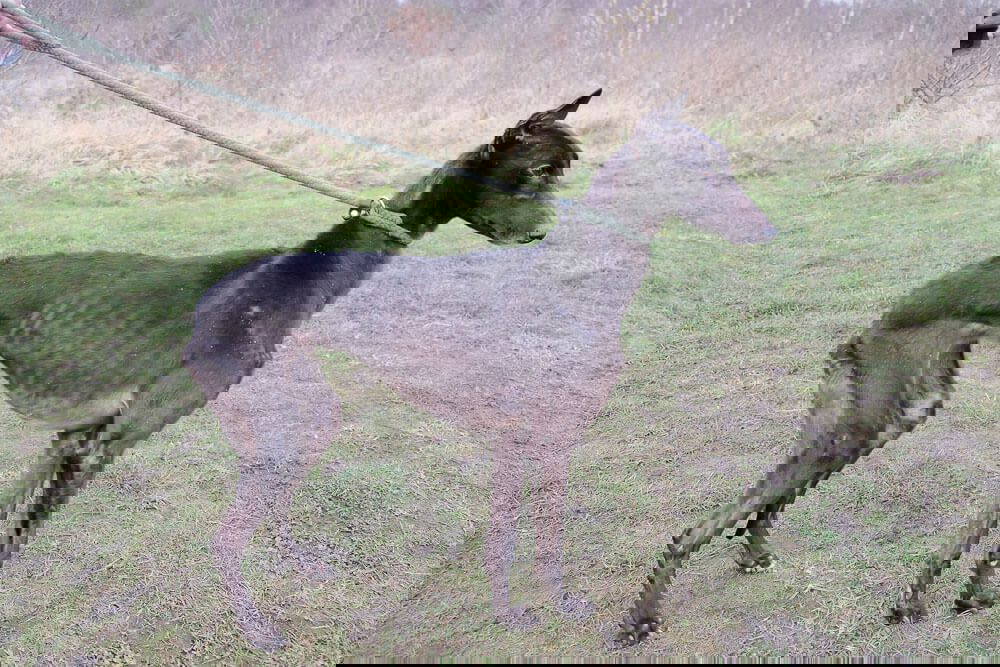 Welfare issues never stop neither do we Help us help Gemma