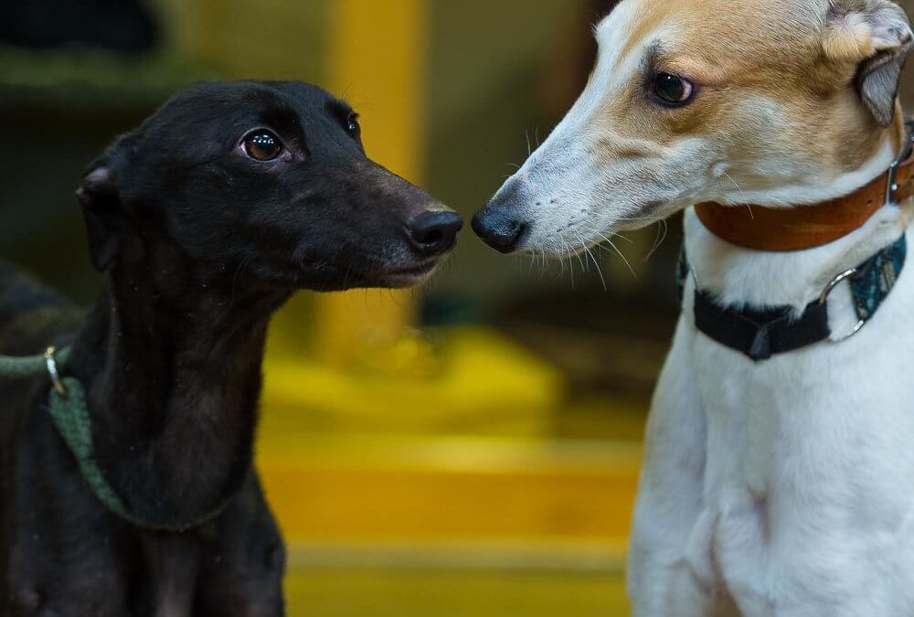 Gemma has Valentine dates at Tia House of Hound