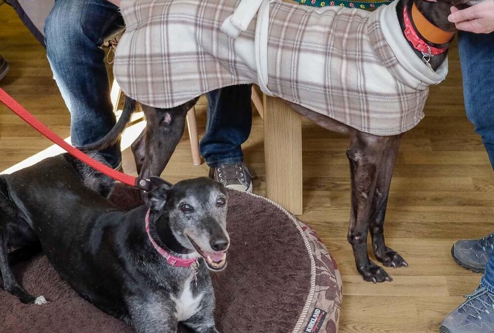 Gemma doing so well in her new home