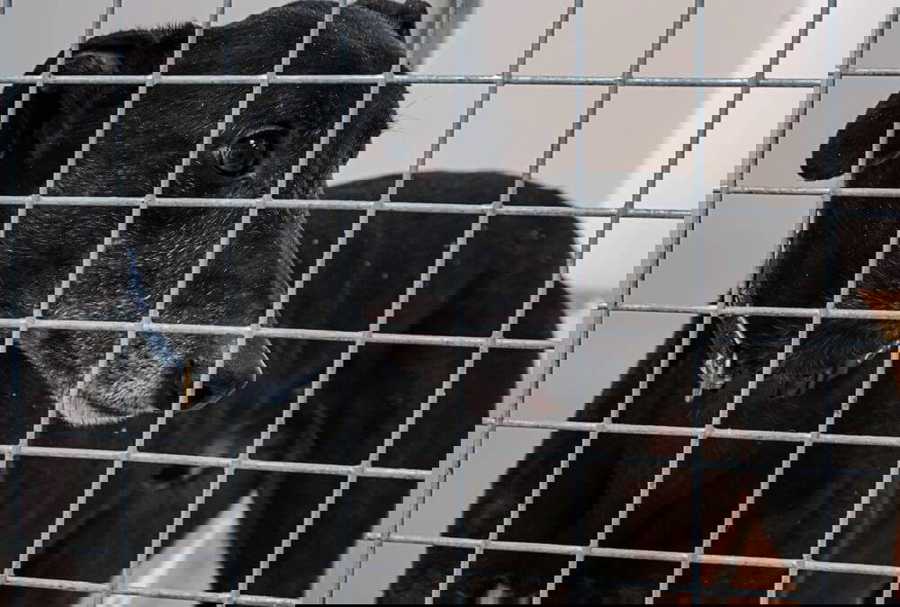 SPECIAL APPEAL FOR STANTON. Needs a home