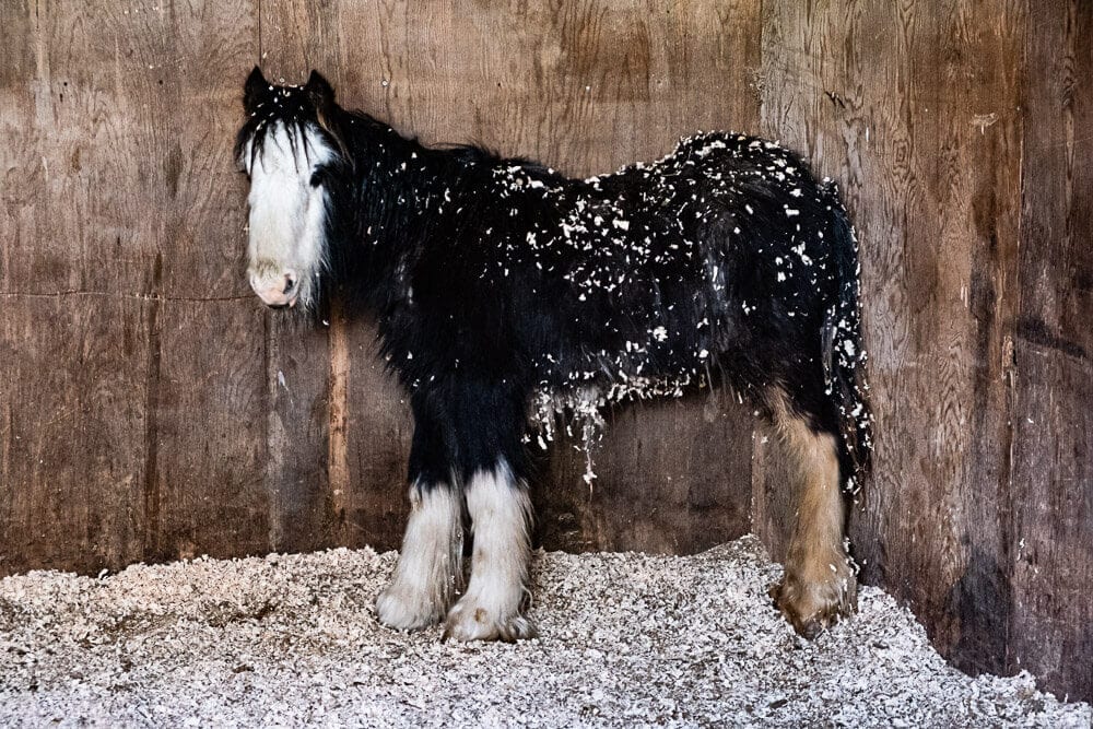 Tia Rescue weekly update