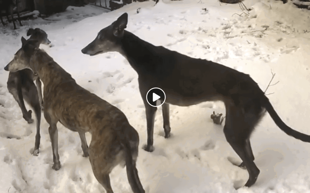 A blast from the past at Tia Rescue