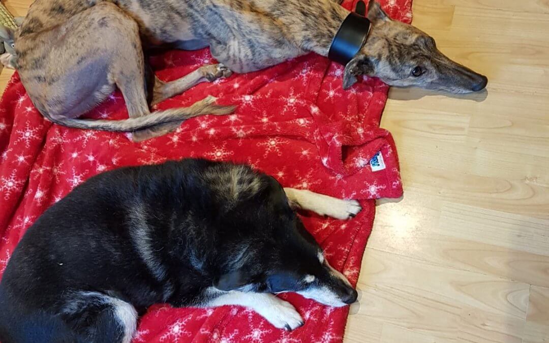 Happy adopters at Tia Rescue