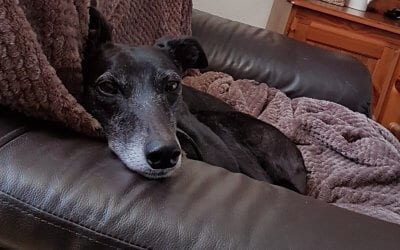 Another Tia Greyhound finds a forever home and brings a sparkle to life