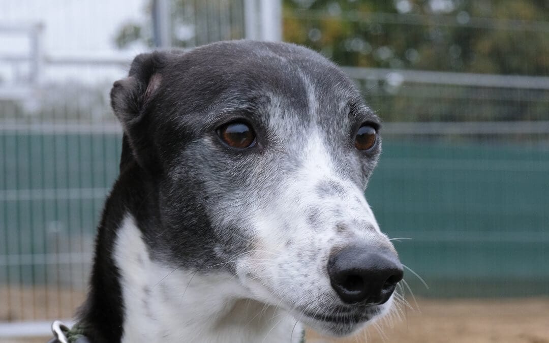 Abandoned Greyhound Leeds