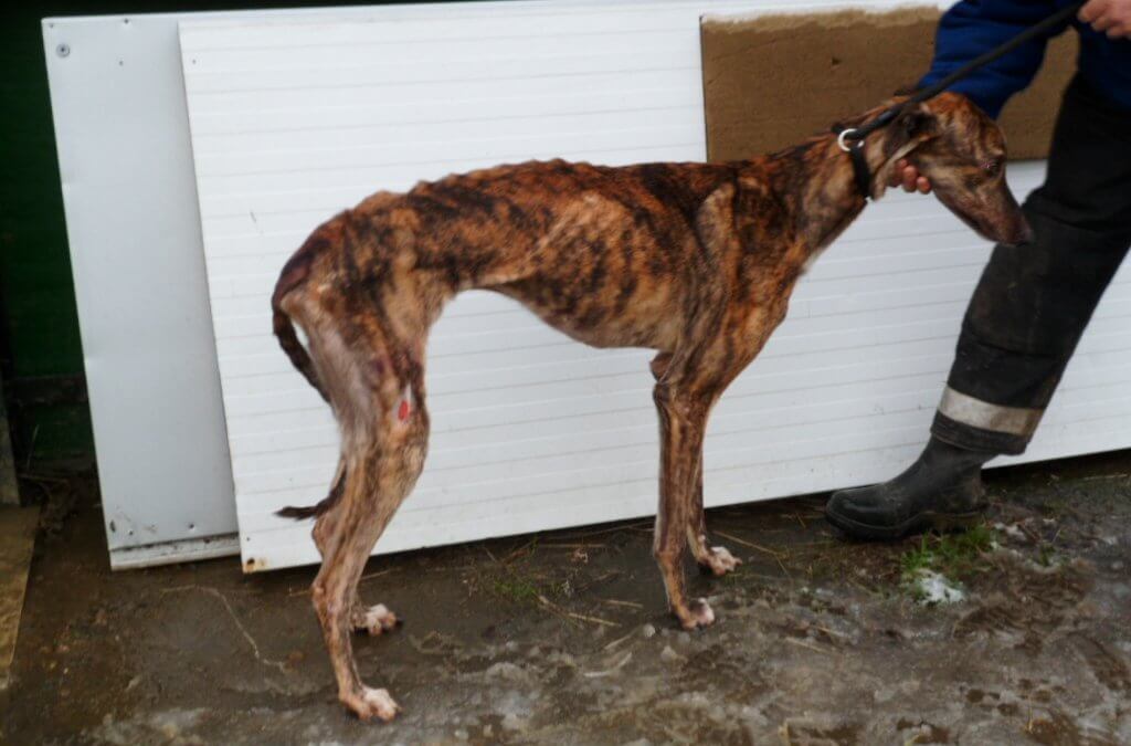 Urgent help needed to home 2 older Greyhounds