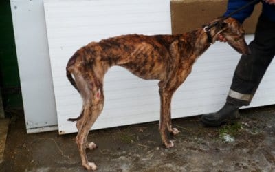 Urgent help needed to home 2 older Greyhounds