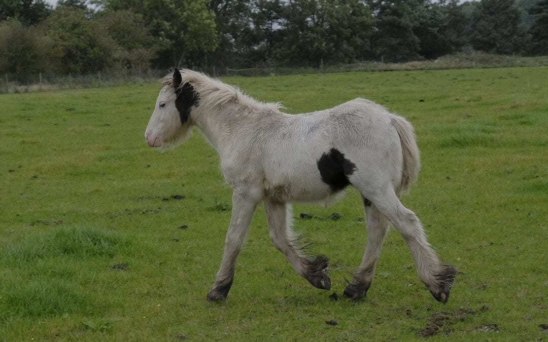 Buckbeak