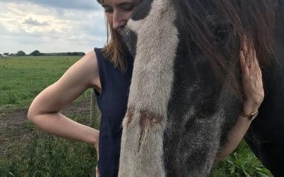 Beauty a Tia rescue Shire horse