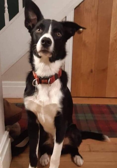 Lets find a home