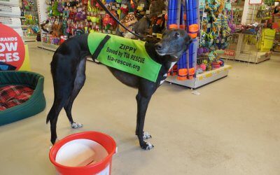 Doggy Christmas dinners from Jollyes Pet Store for Tia Rescue