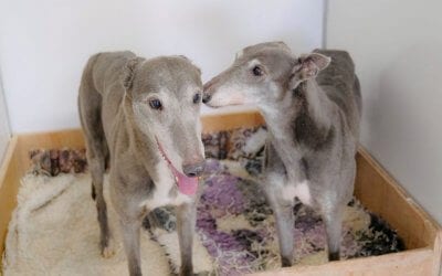 The Sheffield 13: Update on rescued greyhounds