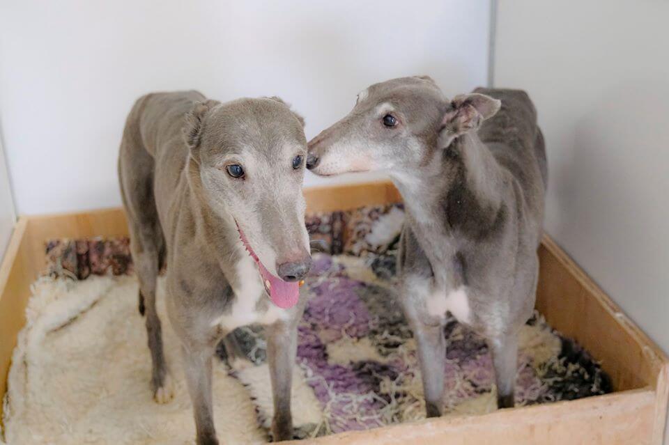 The Sheffield 13: Update on rescued greyhounds