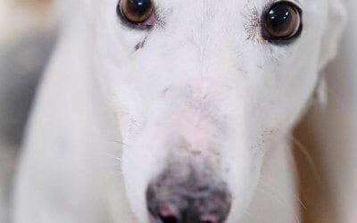 Update: Greyhounds and lurchers on the move at Tia Rescue