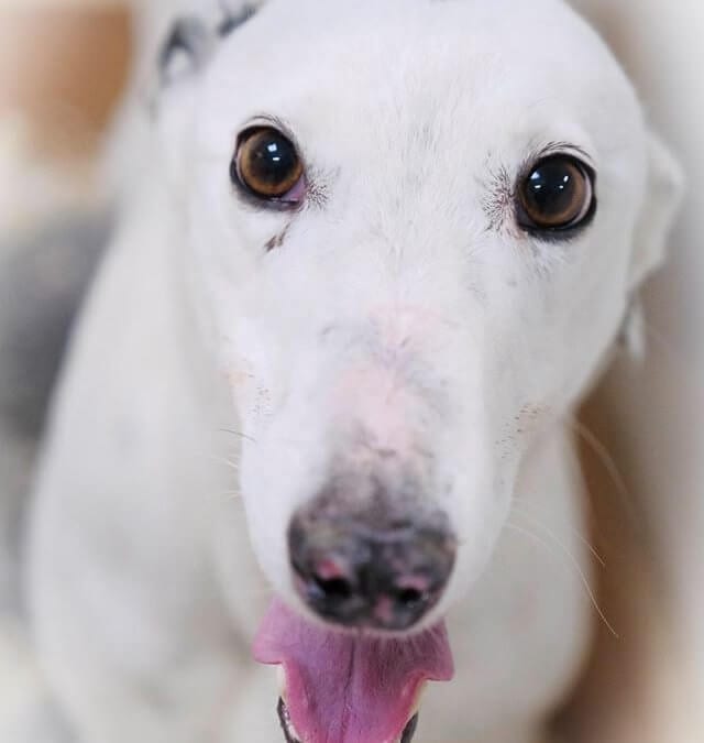 Update: Greyhounds and lurchers on the move at Tia Rescue