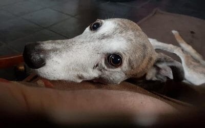How I learned to stop worrying and love greyhounds