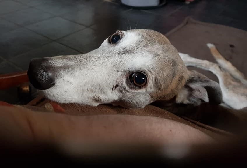 How I learned to stop worrying and love greyhounds