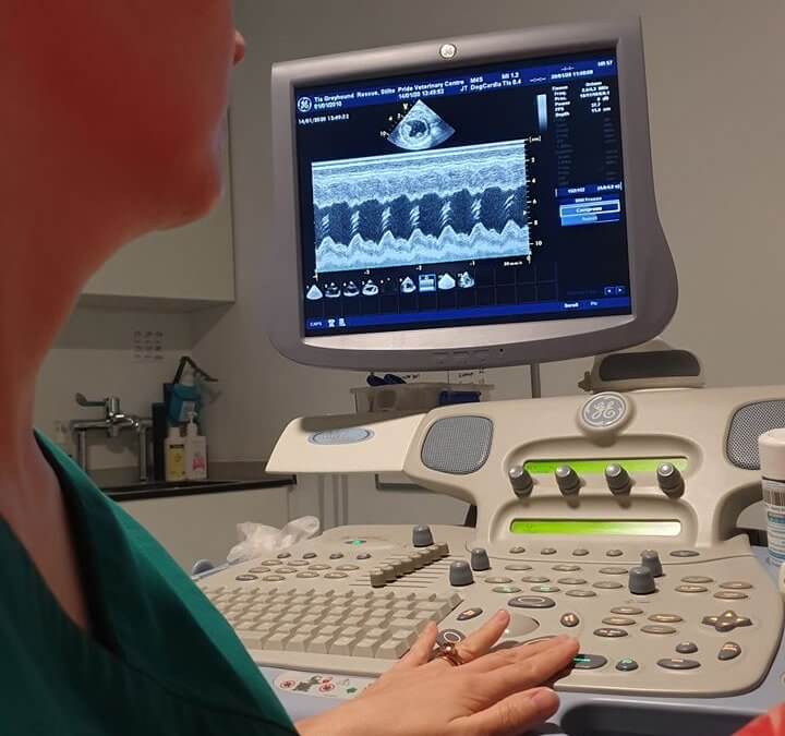 Sheffield 13 update: Stilton’s cardiology assessment