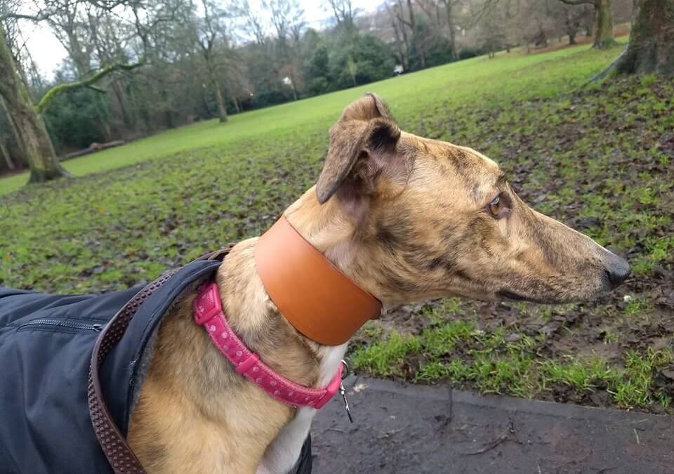 Petal: Tia’s very own luvvie