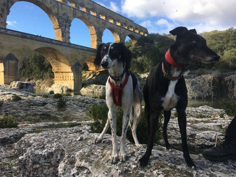 Merlin’s magical new life