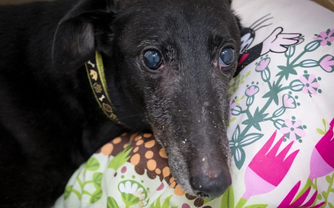 Please sponsor Mr Moles care at Tia Rescue