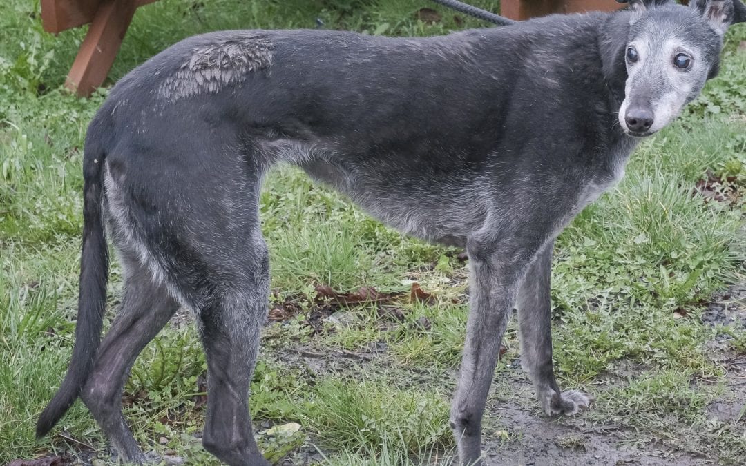 Please Donate to help abandoned Greyhound Dot