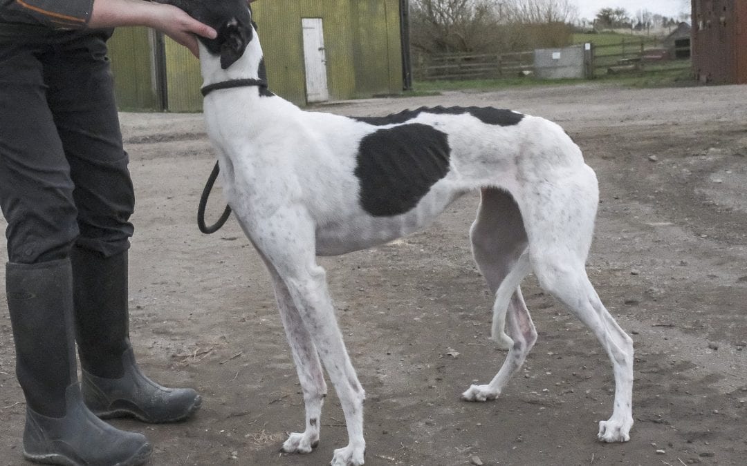 Abandoned Greyhound Barnsley