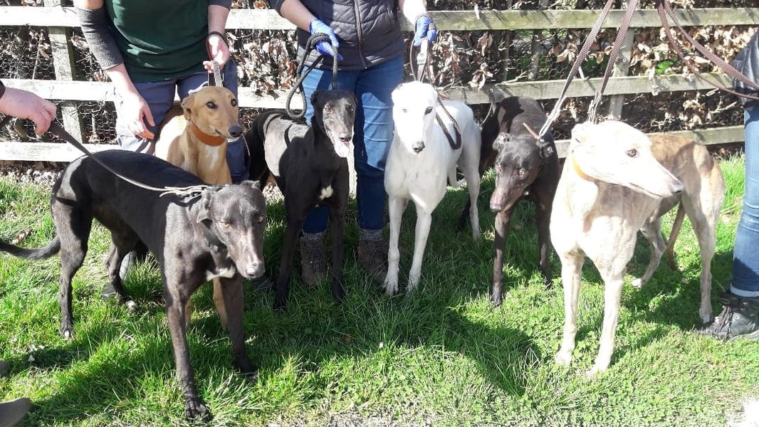 Call for help if you’ve previously adopted from Tia…