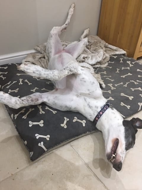 Rosie’s progress in her new home