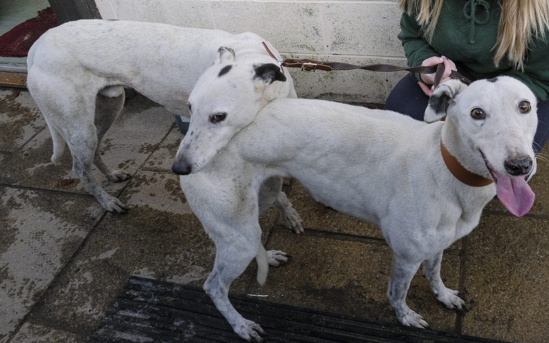 We have so many Greyhounds needing homes.