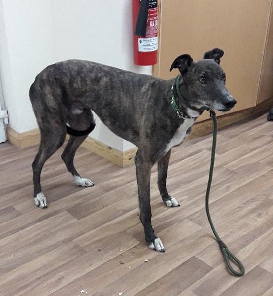 Rogart – the ruthlessness of racing