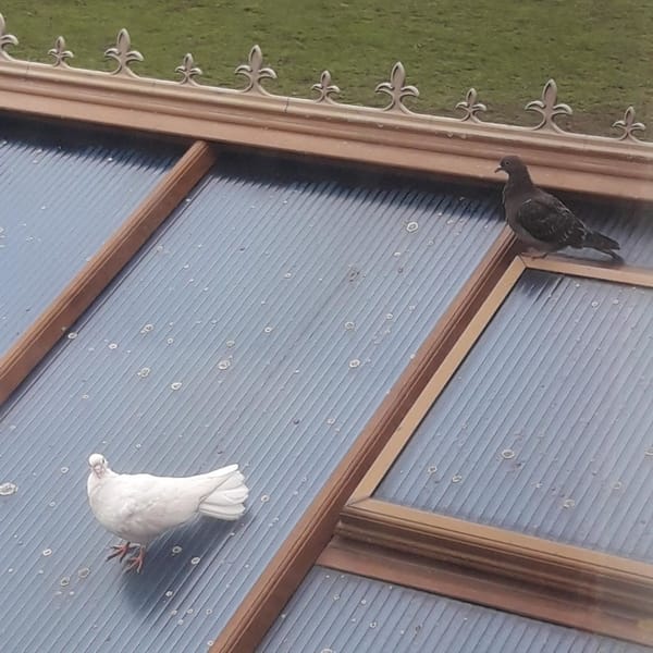 A Tale of Two Doves