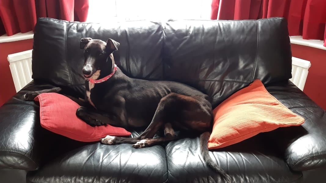 Rehoming update: Torre