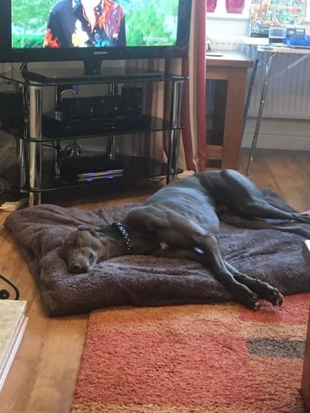 Foster update: Rafford (‘Rafa’)