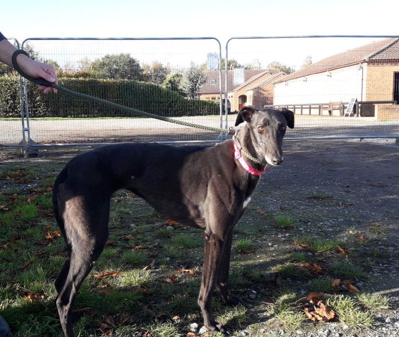 FOSTERED – Spiggie