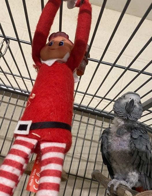 Elf on the shelf! Day 5…