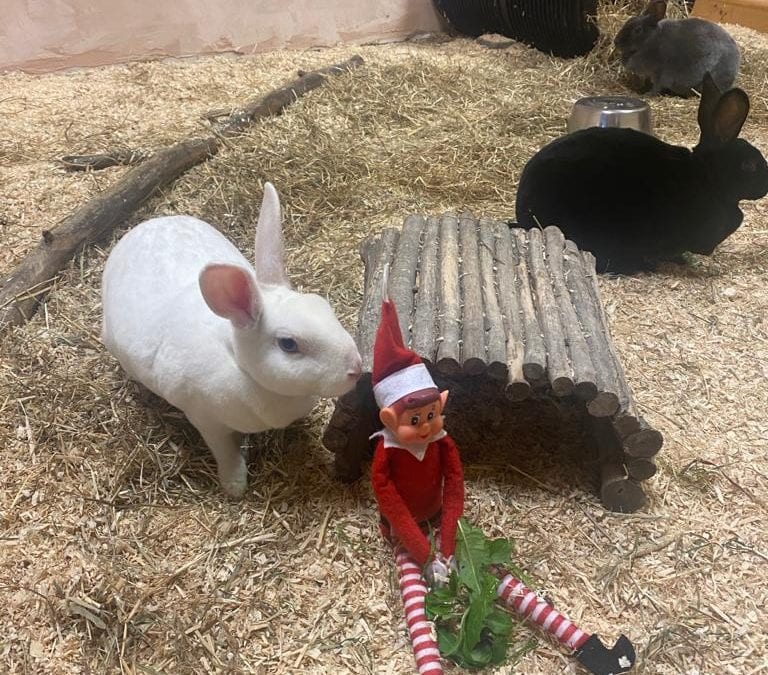 Elf on the shelf! Day 11…