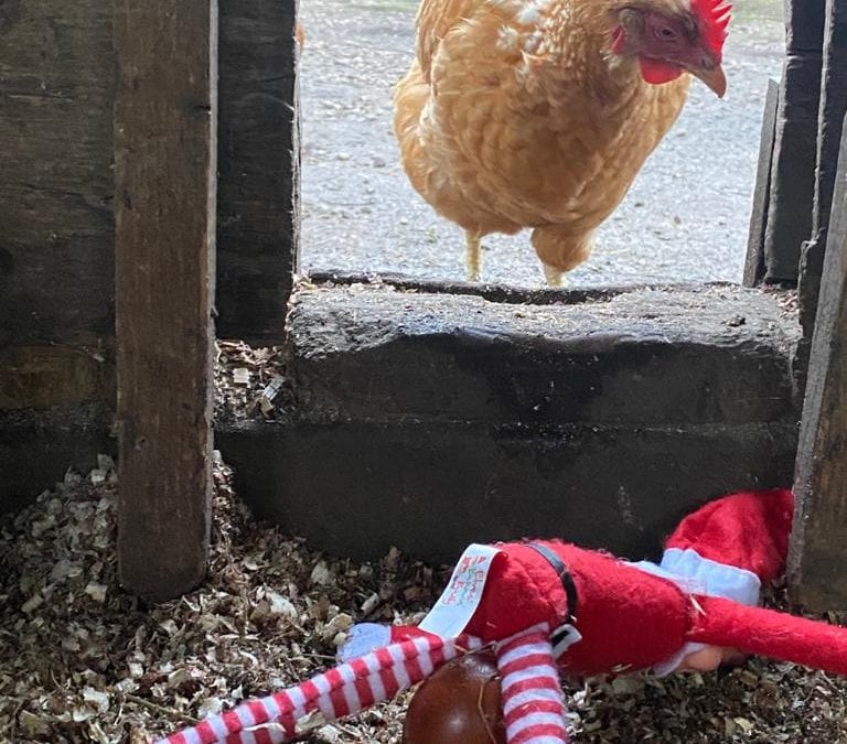 Elf on the shelf! Day 12…