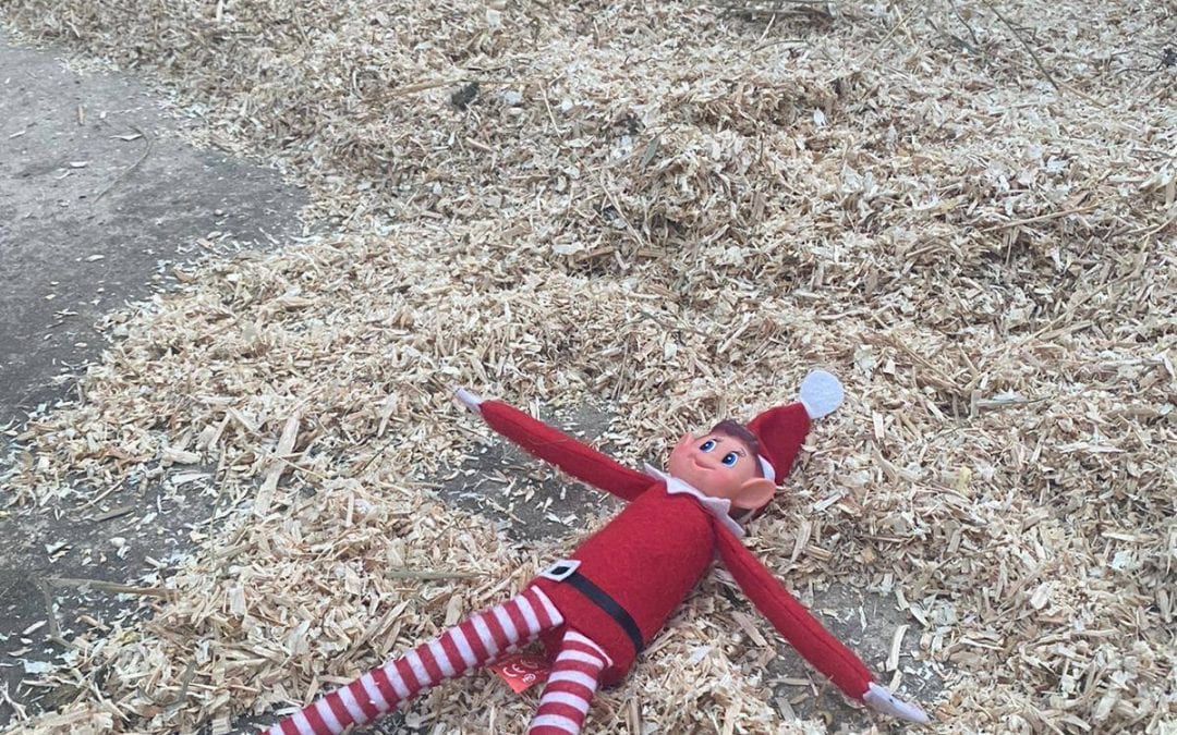 Elf on the shelf! Day 13…