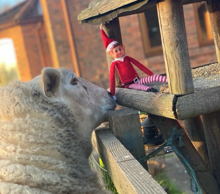 Elf on the shelf! Day 15…
