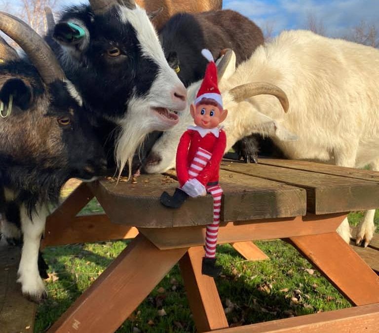 Elf on the shelf! Day 16…