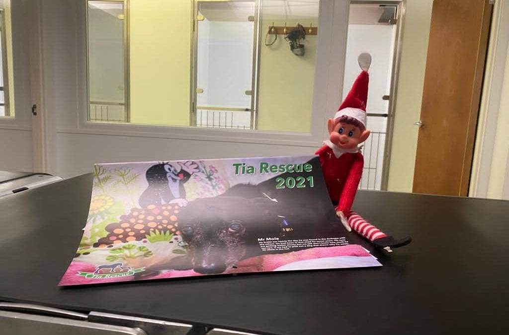 Elf on the shelf! Day 3…