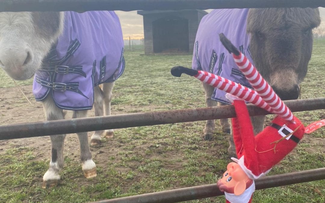 Elf on the shelf! Day 7…