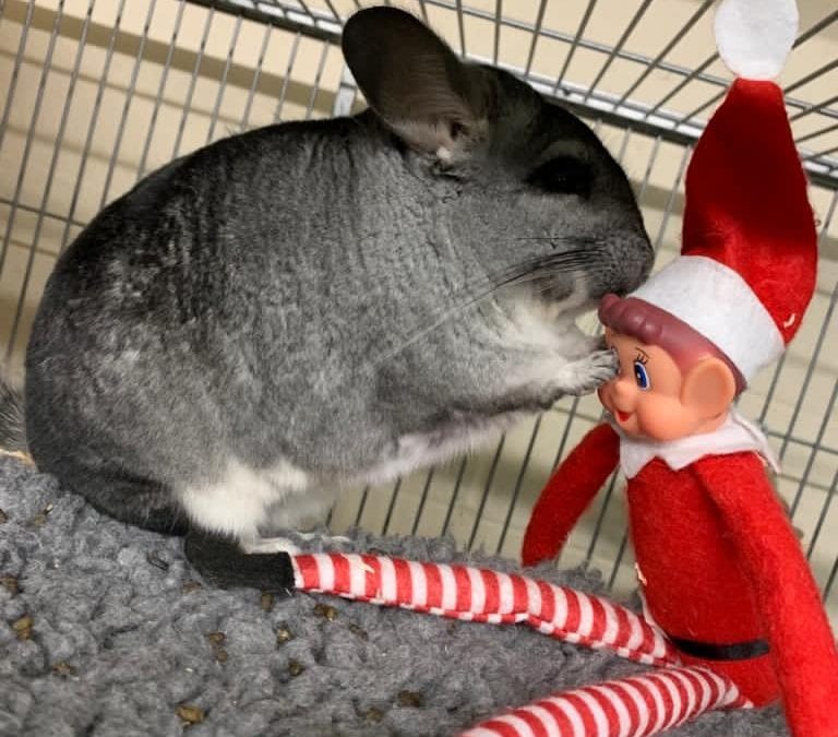 Elf on the shelf! Day 4…