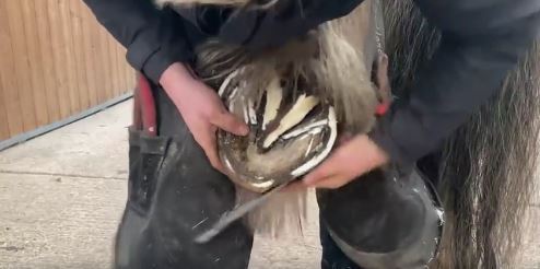 Farrier visit to Tia (with video)