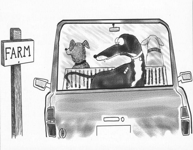 Pim, Memoirs of a canine raconteur: Day One