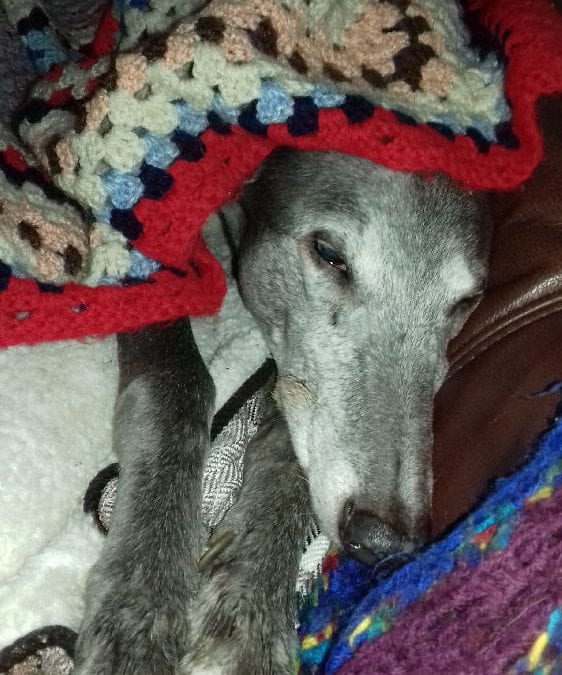 Sheffield 13 update: Stilton and Babybelle