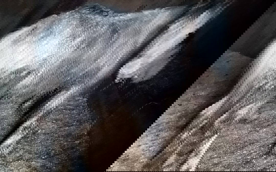 Athos… 3 years on.